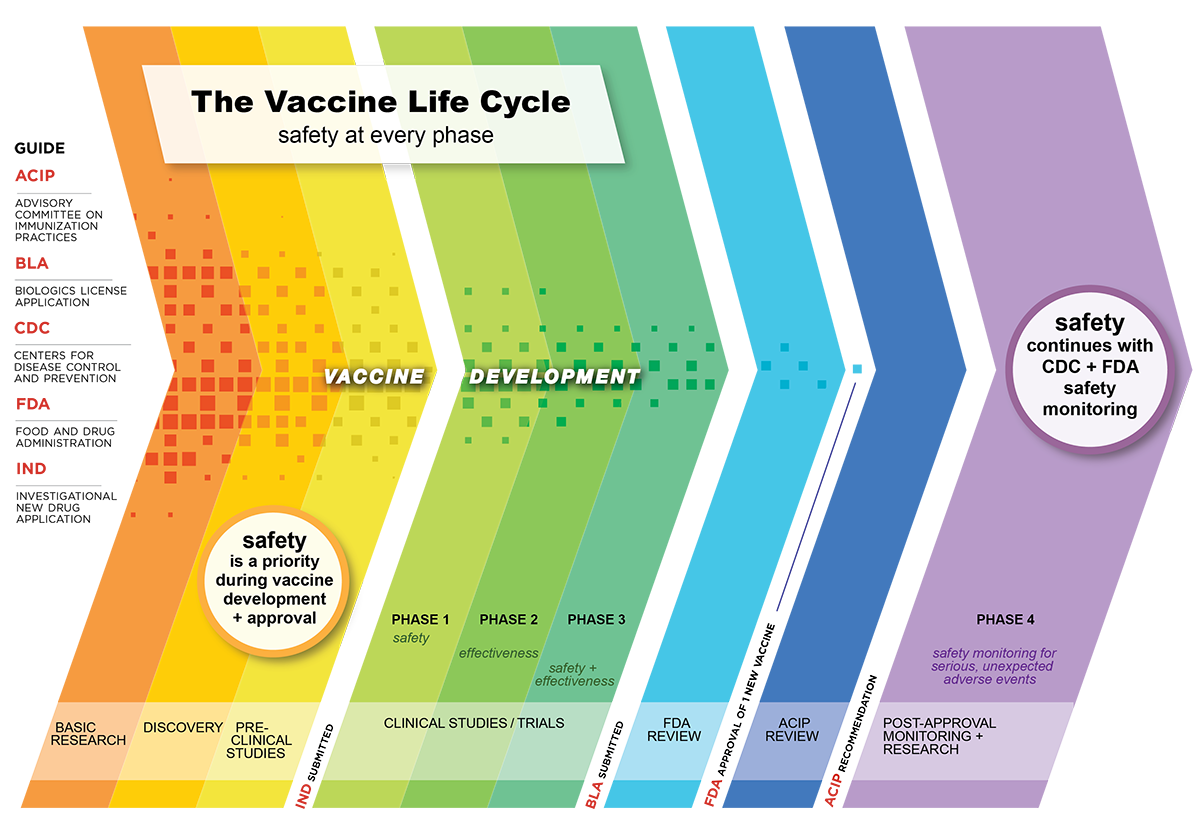 Vaccine Development Infographic of vaccine life cycle, including vaccine development steps.