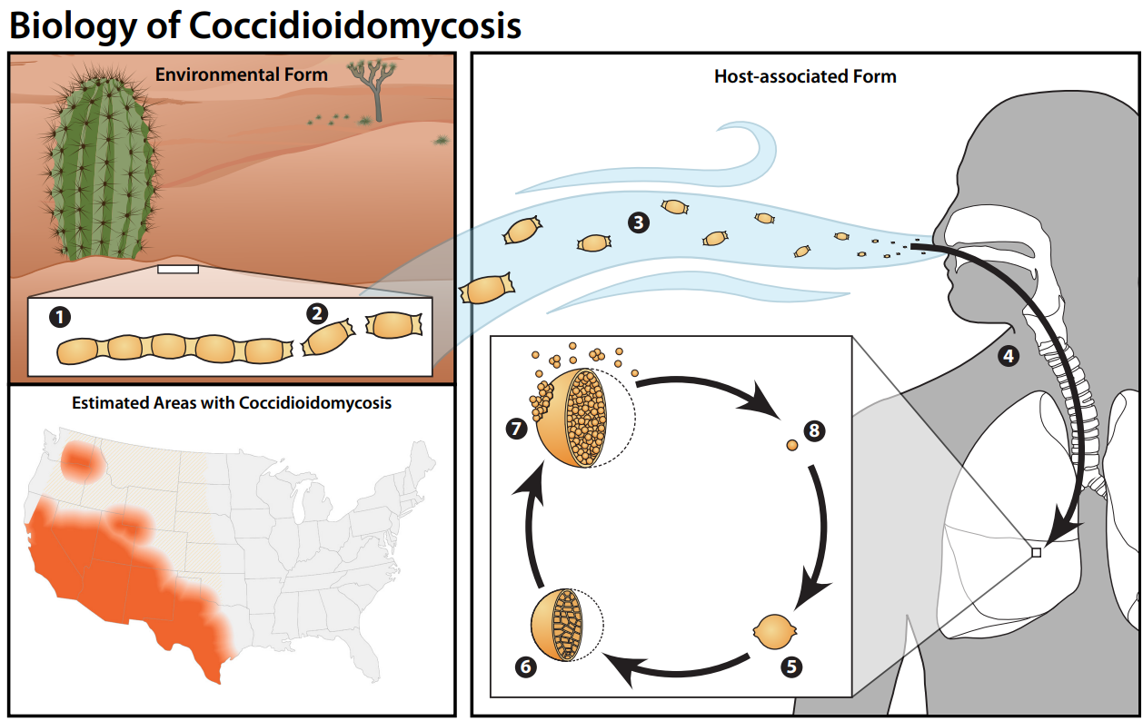 Biology of Coccidiodomycosis Image of the life cycle of Coccidioidescapsulatumcapsulatum: Environmental Form, Host-associated Form, and Areas of Endemicity for Coccidioidomycosis