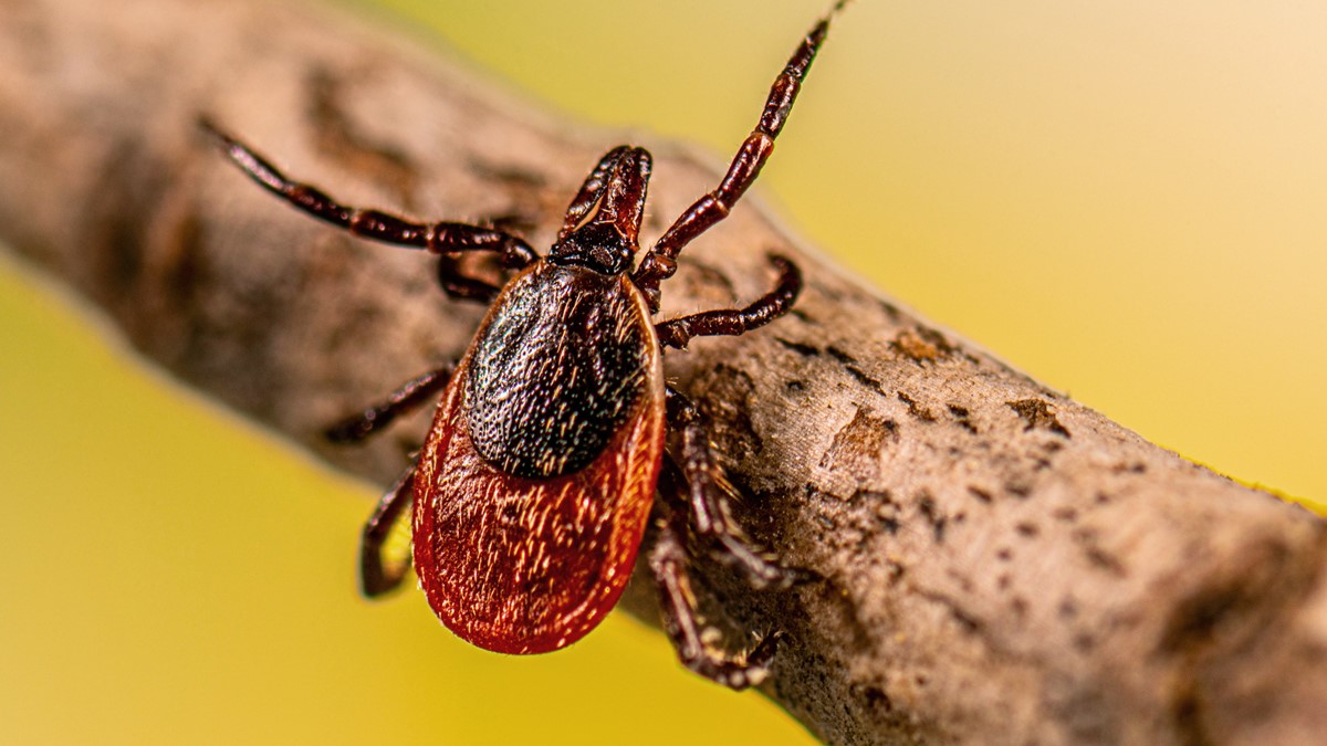 Blacklegged tick questing on a stick.