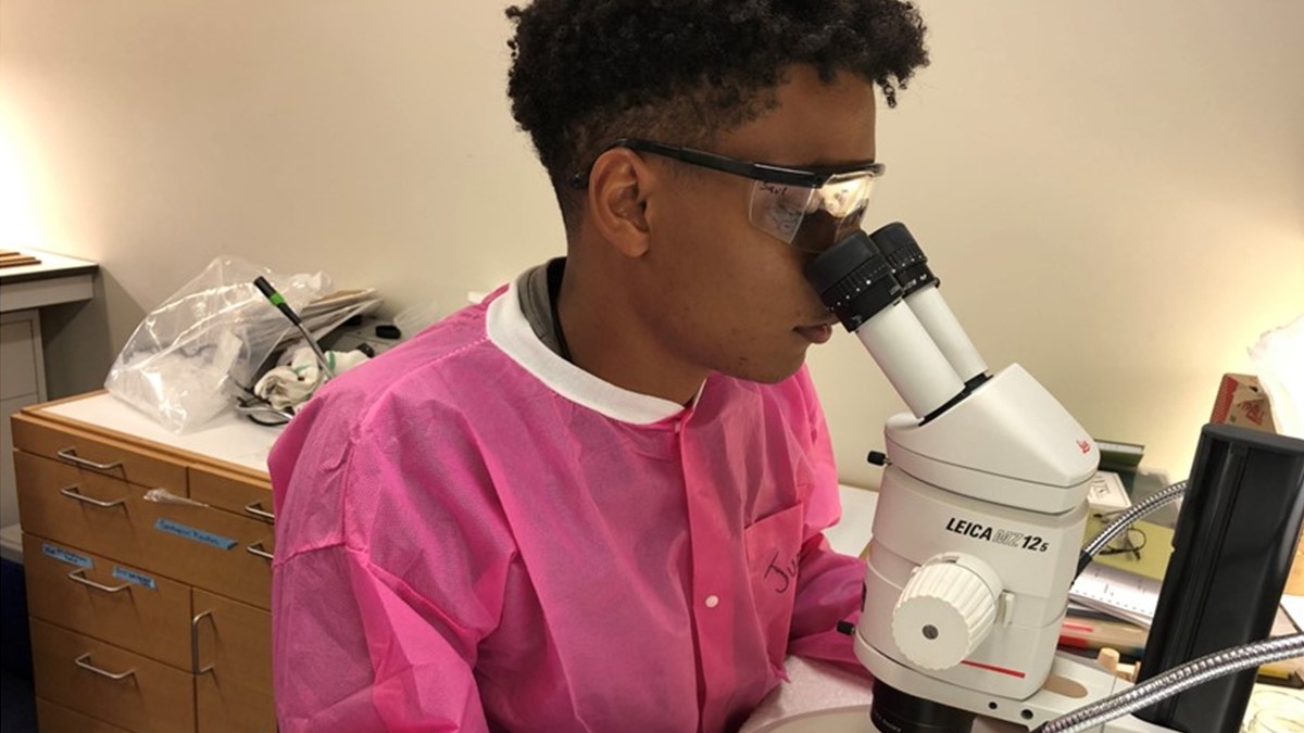 DVBD PHEFA Intern 2 A DVBD Public Health Entomology for All intern looks into a microscope in a laboratory.