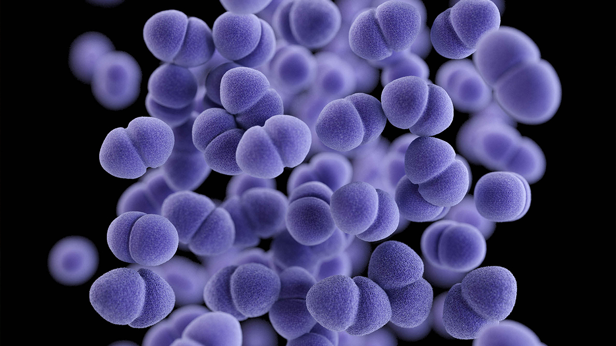 Medical illustration of Vancomycin-resistant Enterococcus (VRE)