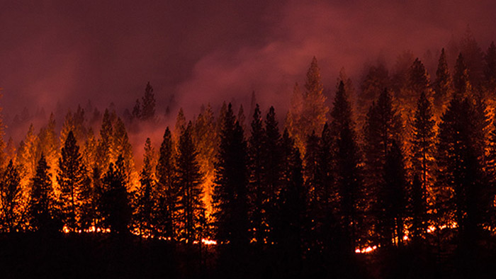 wildfire during Active wildfire raging through a forest.
