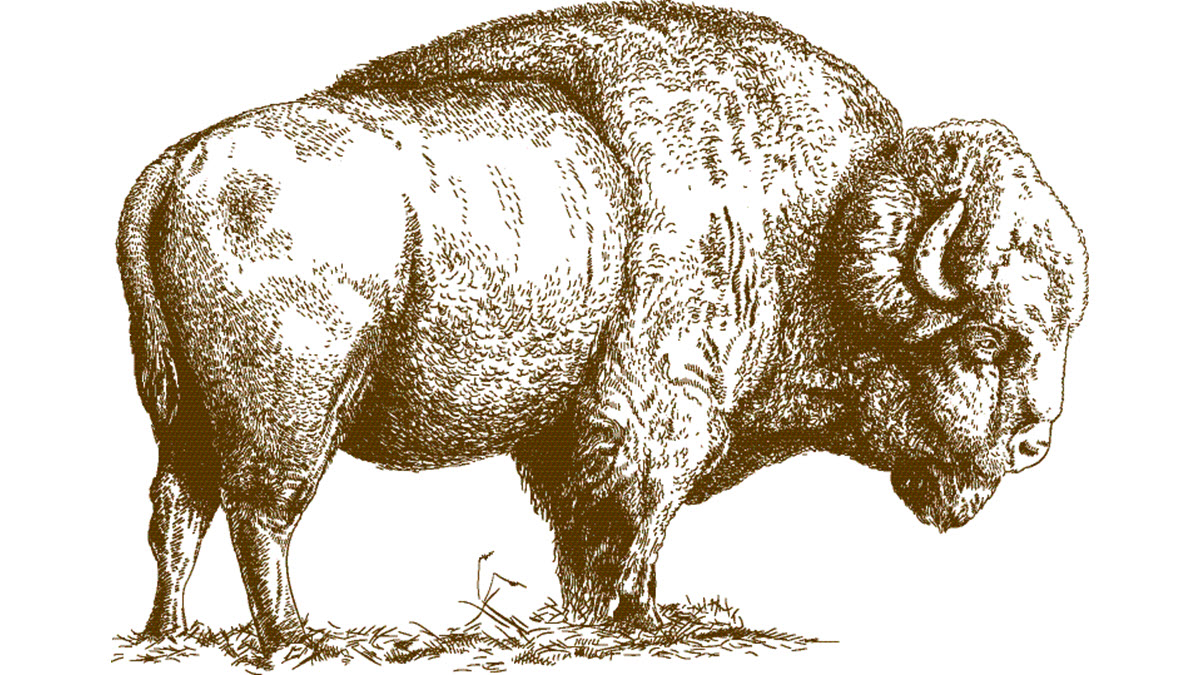 World TB Day History Bison 1200x675 Drawing of a bison