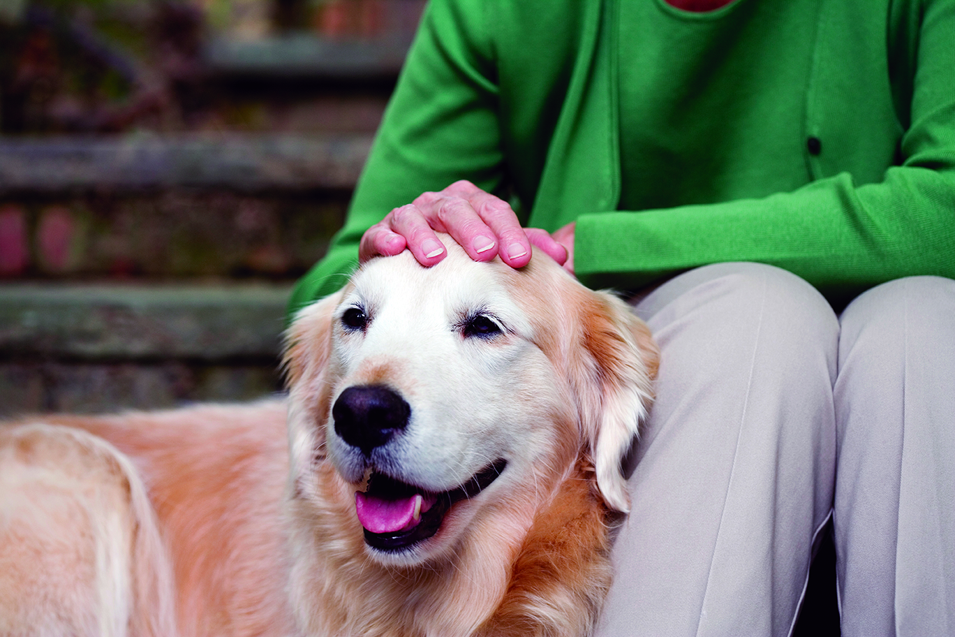 Photo of person petting a dog