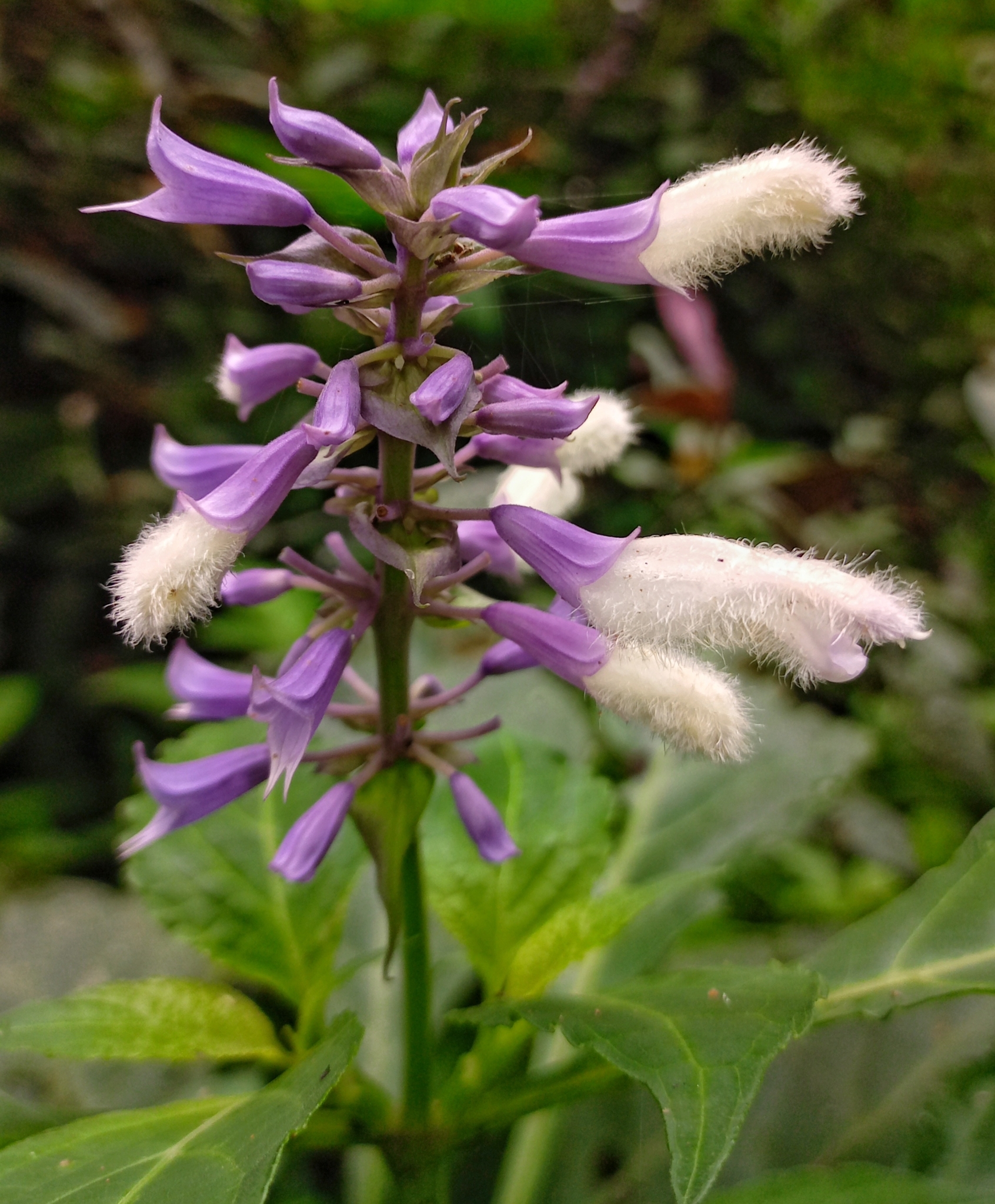 Salvia divinorum, with purple and white blooms, green stem and leaves, a species of plant in the sage genus Salvia.