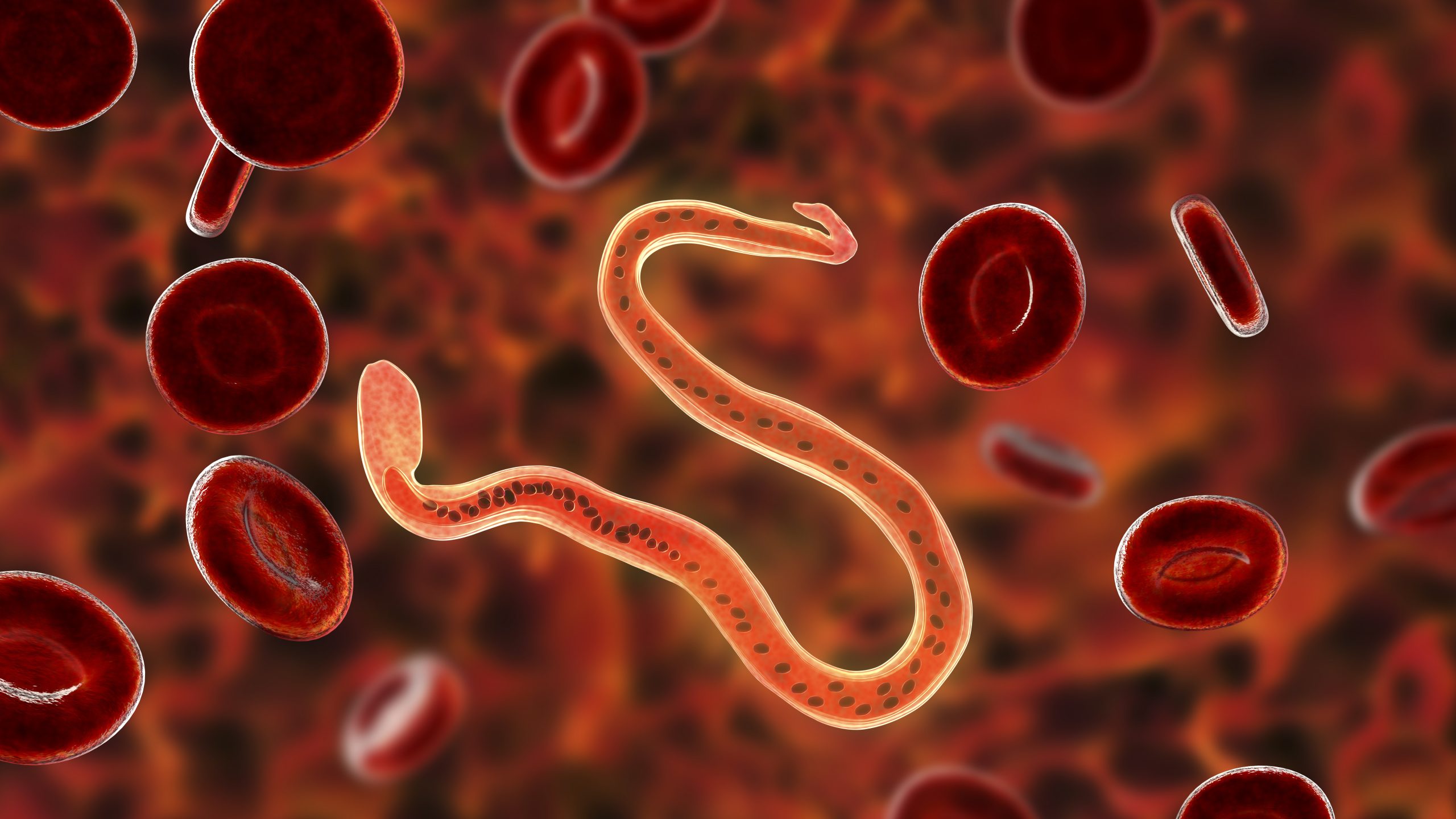 Artistic illustration of Wuchereria bancrofti parasite.
