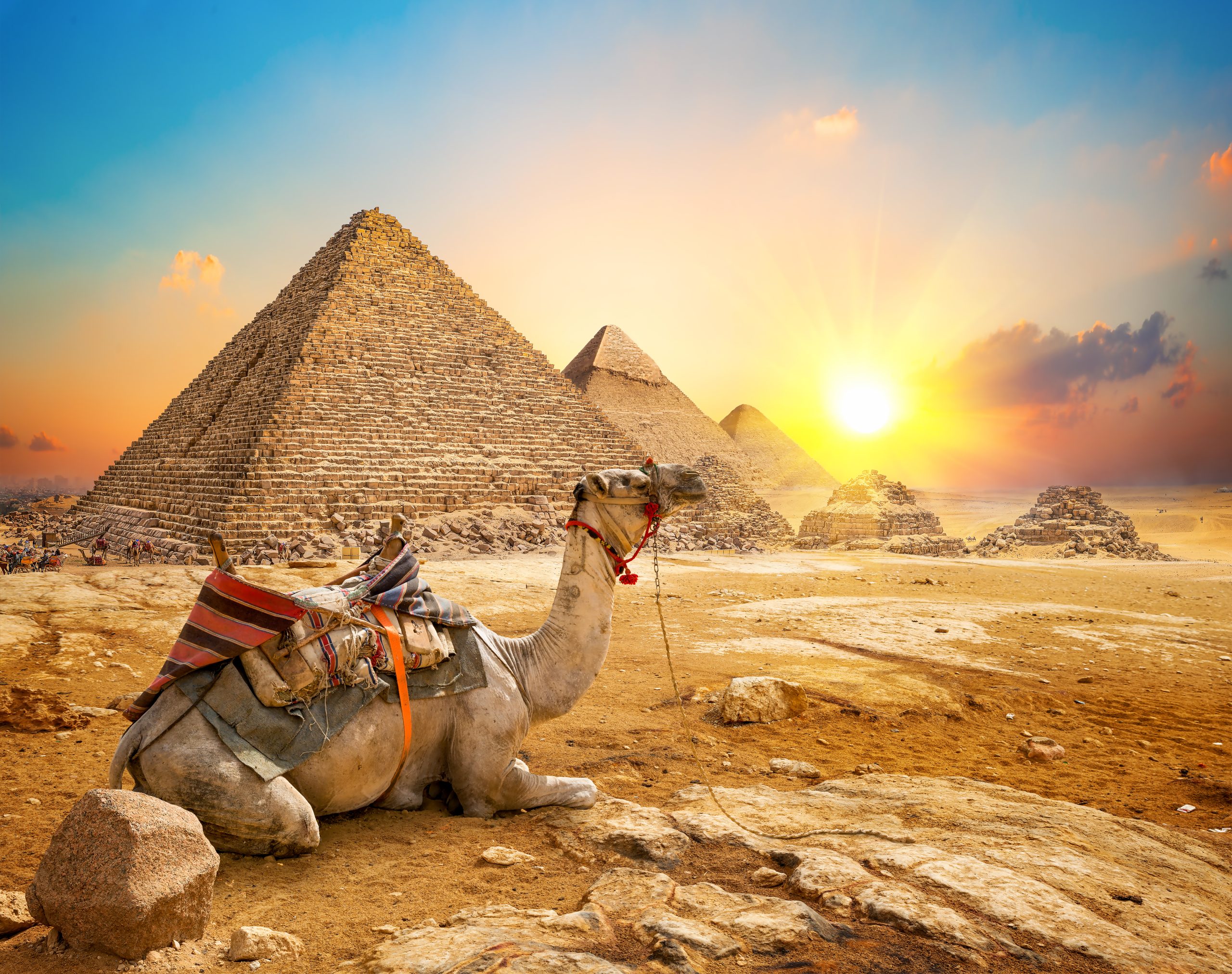 Camel and pyramids in Egypt.