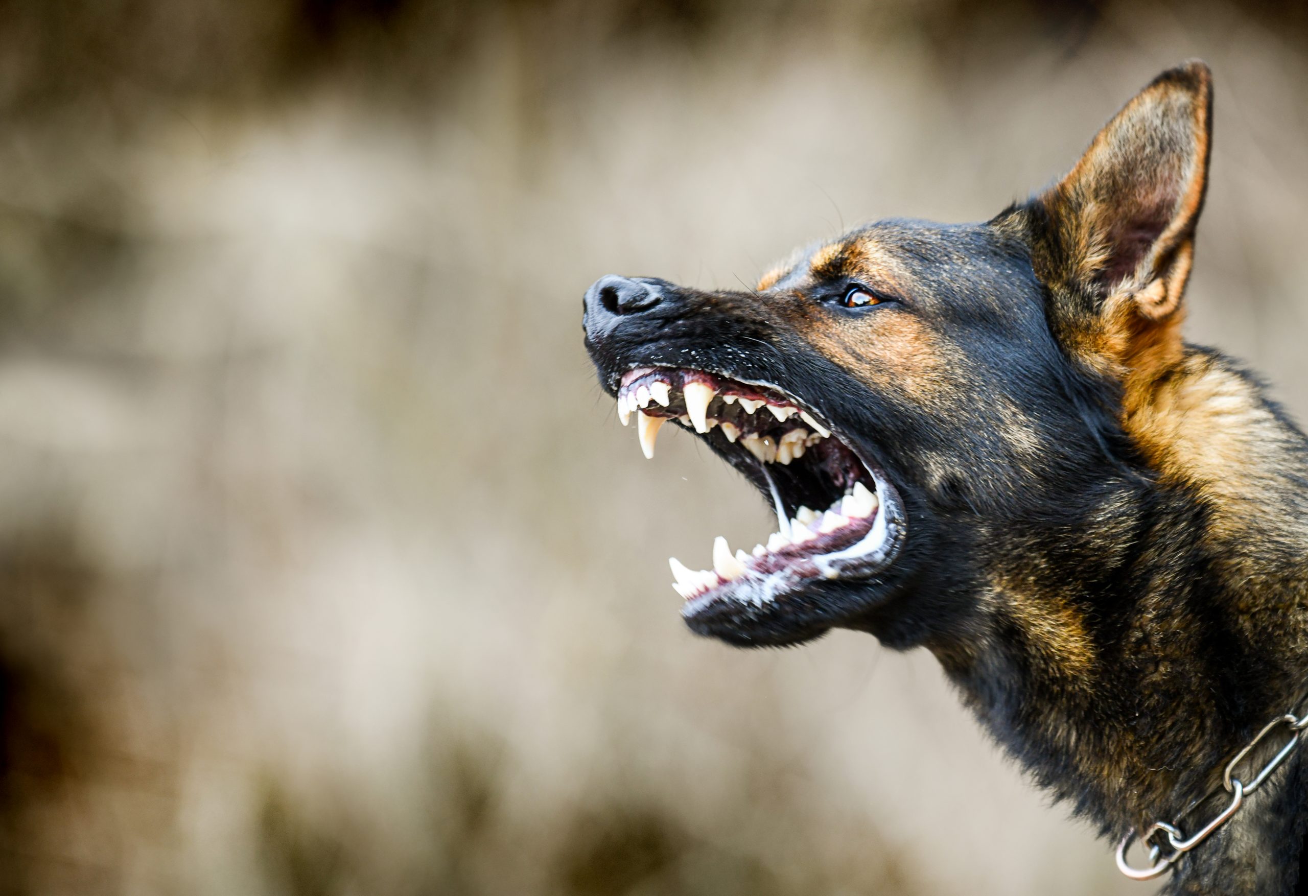 An angry dog showing its teeth.
