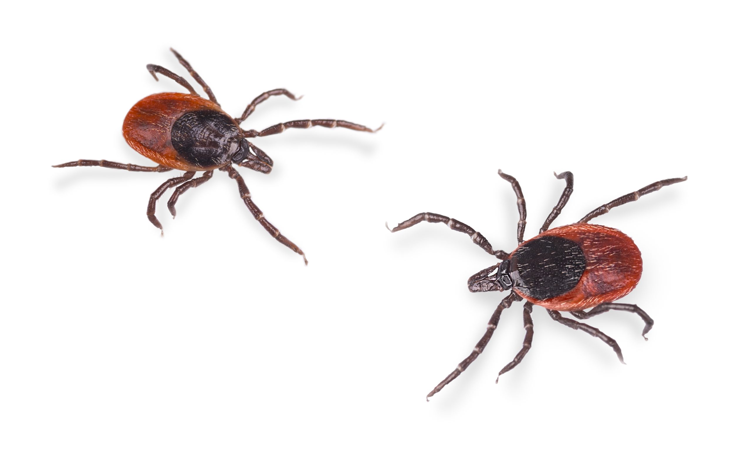 Tick-Borne Encephalitis