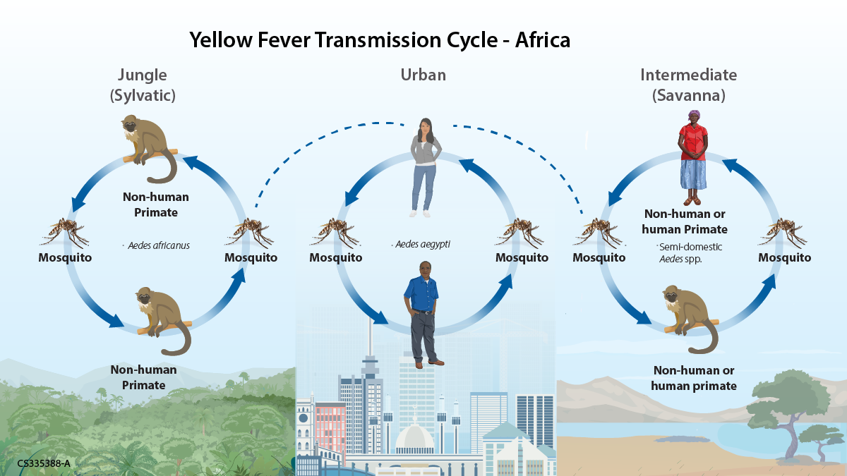 Image of yellow fever transmission cycle in an African setting. A mosquito and a non-human primate are shown on opposite sides of a circle with arrows connecting them to represent how yellow fever cycles between mosquitoes and animals in the jungle setting. A dashed line connects the circle to another circle in which the arrows connect a mosquito and a human demonstrating how yellow fever spreads in a city setting. Another dashed line connects the human to a third circle, in which the arrows connect mosquitoes, a human, and a non-human primate to show how yellow fever spreads in a savanna setting. The background of the first circle is a jungle landscape, the second is an urban city, and the third is a savanna.