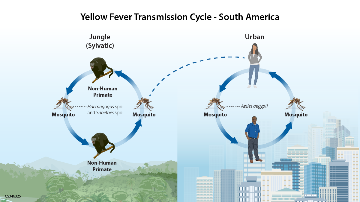 Image of yellow fever transmission cycle in a South American setting. A mosquito and a non-human primate are shown on opposite sides of a circle with arrows connecting them to represent how yellow fever cycles between mosquitoes and animals in the jungle setting. A dashed line connects the circle to another circle in which the arrows connect a mosquito and a human to show how yellow fever spreads in a city setting. The background of the first circle is a jungle landscape and the second is an urban city.