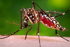 Un mosquito Aedes aegypti sobre la piel