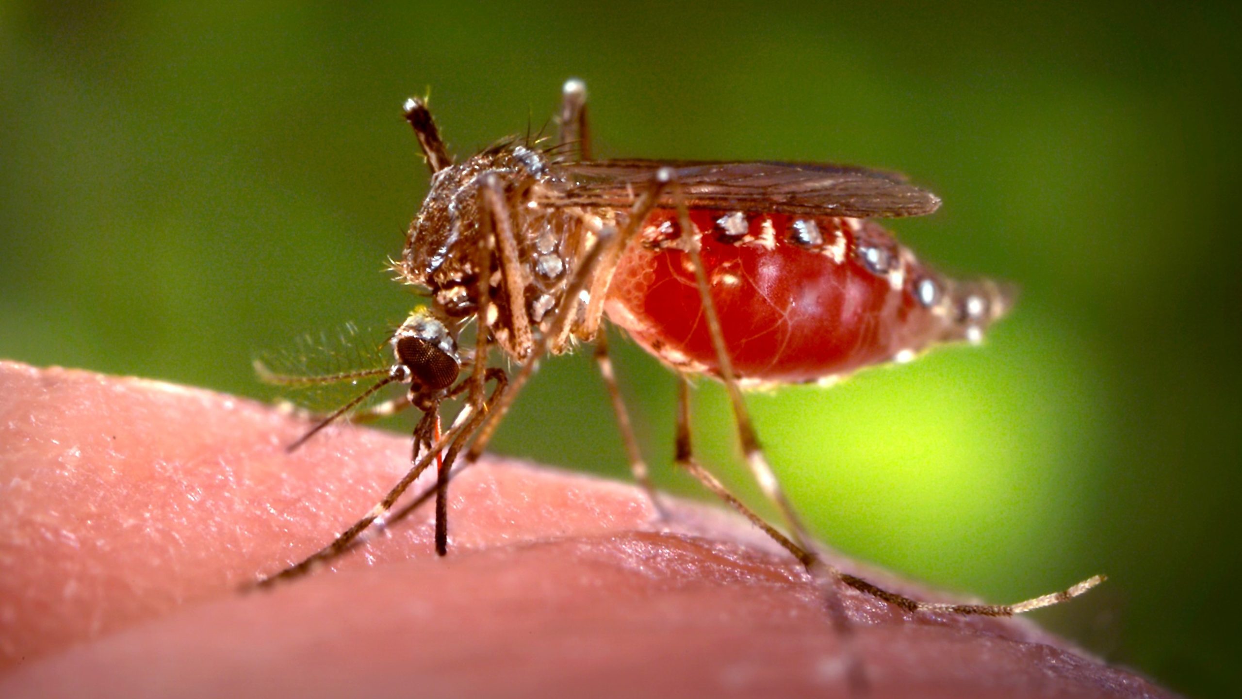 — title missing — Aedes aegypti mosquito on skin.