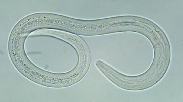 Filariform hookworm larva