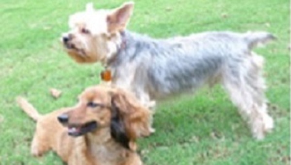 — title missing — Two dogs playing.
